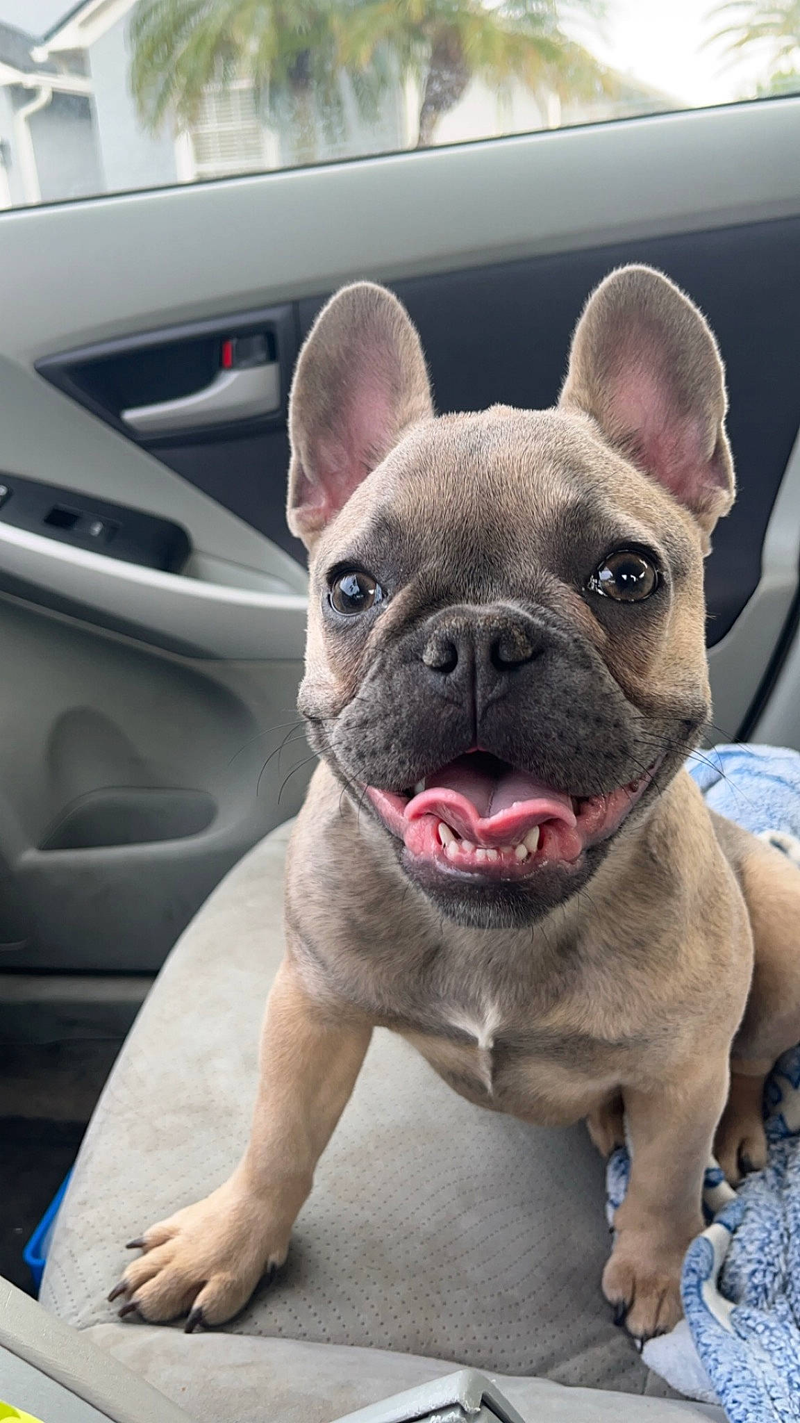 Millie is registered to the contest to win money with this photo: automotive_exterior, bulldog, canidae, carnivore, companion_dog, dog, dog_breed, ear, fawn, luxury_vehicle, snout, sporting_group, terrestrial_animal, toy_dog, vehicle_door, whiskers, window, windshield, working_animal, wrinkle
