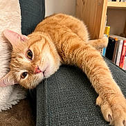 Flaya participe au concours pour gagner de l'argent avec cette photo : animal, cat, closeup, couch, cozy, cute, domestic, ears, face, feline, fur, ginger_cat, home, indoor, paw, pet, relaxed, resting, stretching, whiskers