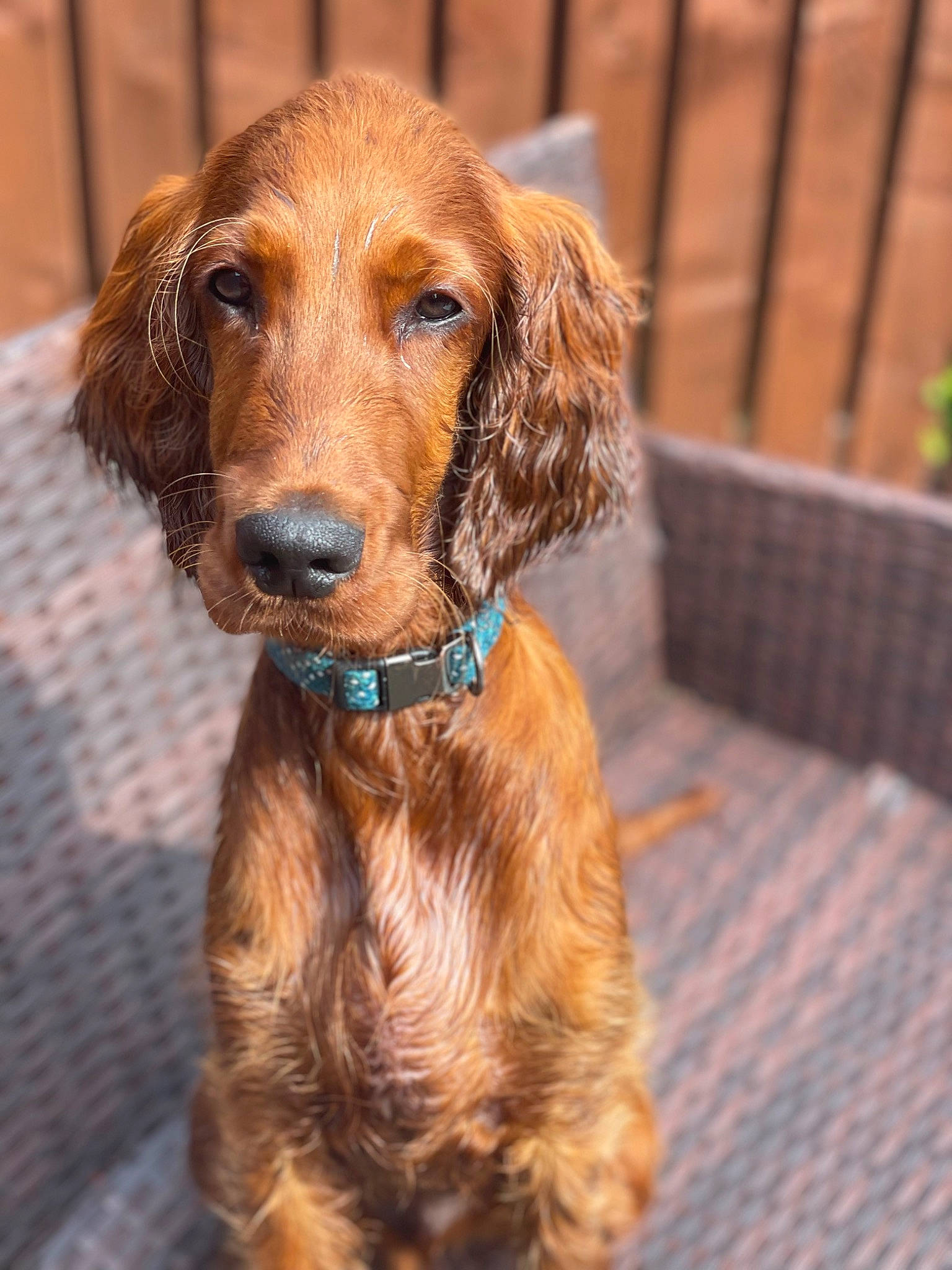 Oban is registered to the contest to win money with this photo: canidae, carnivore, companion_dog, dog, dog_breed, dog_collar, fawn, fur, hunting_dog, liver, pet_supply, plant, snout, sporting_group, terrestrial_animal, wood, working_animal