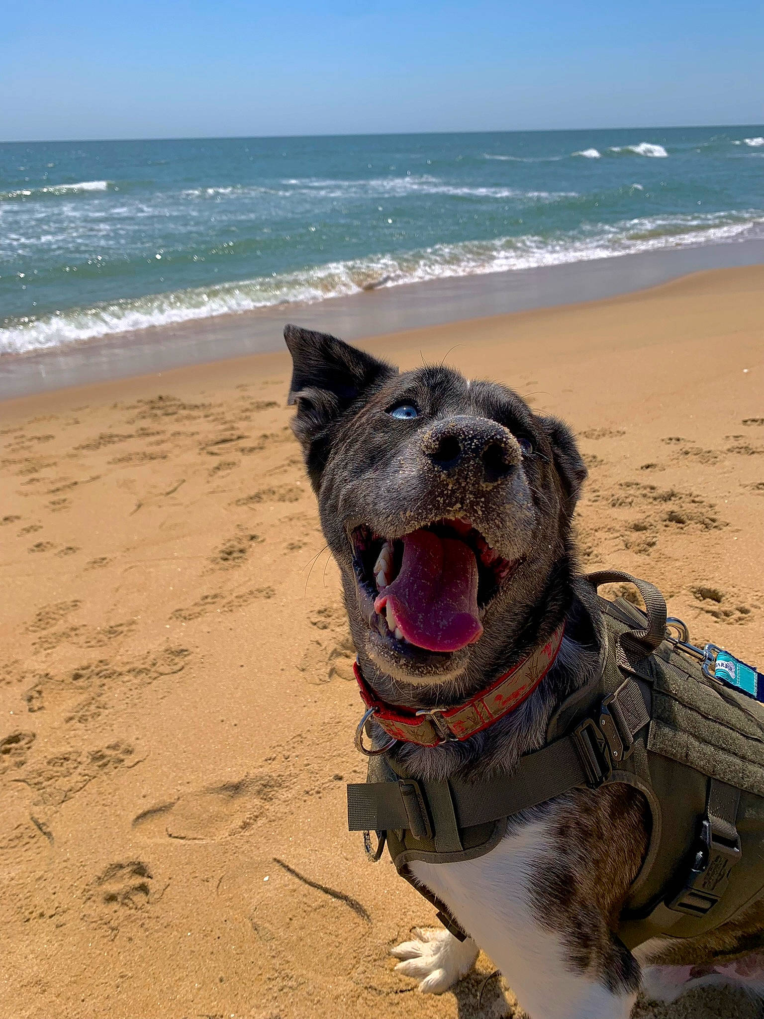 Denver joined the competition — help win amazing prizes! beach, canidae, carnivore, coast, collar, dog, dog_breed, dog_collar, fawn, fun, herding_dog, landscape, ocean, sand, sky, snout, sporting_group, water, wind_wave, working_animal