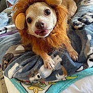 Sparkle joined the competition — help win amazing prizes! animal, bed, blanket, brown_and_white, costume, cozy, cute, dog, ears, eyes, face, funny, indoors, lion_costume, paws, pet, portrait, puppy, small_dog, tongue_out