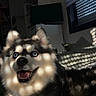 black_and_white, blue_eyes, close_up, couch, dog, fluffy, fur, happy, husky, indoor, living_room, open_mouth, pet, portrait, shadows, siberian_husky, smiling, sunlight, television, window