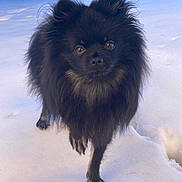 Flocky participe au concours pour gagner de l'argent avec cette photo : animal, black_dog, canine, cold, curious, cute, daylight, dog, fluffy, fur, nature, outdoor, paw, pet, portrait, small_dog, snow, standing, walking, winter