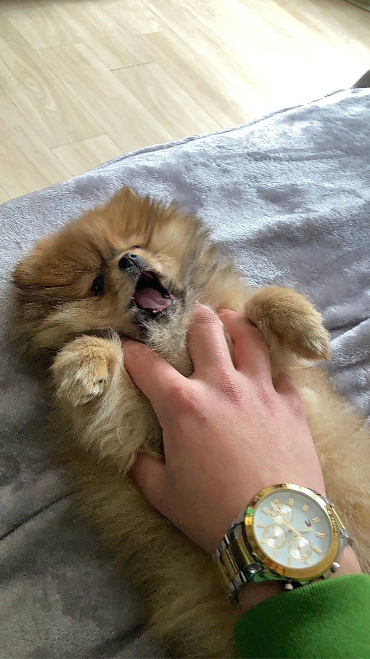 Siska a rejoint le concours — aidez-le/la à gagner de superbes lots ! analog_watch, carnivore, cat, clock, companion_dog, dog_breed, fawn, felidae, finger, gesture, hand, paw, small_to_medium_sized_cats, snout, spitz, watch, watch_accessory, whiskers, wrist, yellow