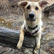 Kaiya joined the competition — help win amazing prizes! canidae, carnivore, dog, dog_breed, fawn, mammal, nose, potcake_dog, puppy, rare_breed_dog, snout, sporting_group, street_dog, vertebrate, whiskers