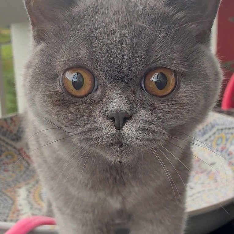 Boussa De L Ingenue participe au concours pour gagner de l'argent avec cette photo : cat, gray_cat, pet, animal, close_up, whiskers, fur, eyes, face, portrait, curious, indoor, decorative_plate, background, table, domestic_animal, feline, cute, looking, standing