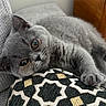 Boussa De L Ingenue a rejoint le concours — aidez-le/la à gagner de superbes lots ! kitten, gray_cat, pet, cute, animal, feline, fur, whiskers, cushion, texture, indoor, resting, closeup, eyes, small_animal, soft, cozy, home, relaxing, adorable