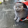Boussa De L Ingenue participe au concours pour gagner de l'argent avec cette photo : kitten, gray_cat, pet_toy, floor, indoor, cat_tunnel, curious, animal, small_animal, feline, cute, young_cat, playful, domestic_cat, pet_bowl, background, floor_tile, whiskers, ears, eyes
