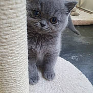 Boussa De L Ingenue a rejoint le concours — aidez-le/la à gagner de superbes lots ! kitten, gray_cat, pet, scratching_post, curious, indoor, floor, soft_texture, fur, big_eyes, cute, animal, young, playful, whiskers, feline, close_up, domestic_cat, background_blur, floor_mat