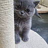 kitten, gray_cat, pet, scratching_post, curious, indoor, floor, soft_texture, fur, big_eyes, cute, animal, young, playful, whiskers, feline, close_up, domestic_cat, background_blur, floor_mat