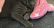 Boussa De L Ingenue participe au concours pour gagner de l'argent avec cette photo : cat, sleeping, gray_cat, plush_toy, pink_toy, mouse_toy, couch, mat, cozy, indoor, cute, pet, resting, animal, feline, soft_toy, relaxed, domestic, whiskers, paws