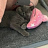 cat, sleeping, gray_cat, plush_toy, pink_toy, mouse_toy, couch, mat, cozy, indoor, cute, pet, resting, animal, feline, soft_toy, relaxed, domestic, whiskers, paws