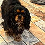 dog, pet, cavalier_king_charles_spaniel, black_fur, brown_fur, long_hair, floor_tiles, indoor, footwear, croc, looking_at_camera, animal, companion, cute, fur_texture, paw, pet_portrait, household, domestic, curious