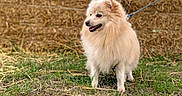 Petit Loup a rejoint le concours — aidez-le/la à gagner de superbes lots ! dog, puppy, fluffy, cream_colored, standing, outdoor, grass, hay, hay_bale, leash, collar, animal, pet, cute, smiling, open_mouth, fur, rustic, farm, portrait