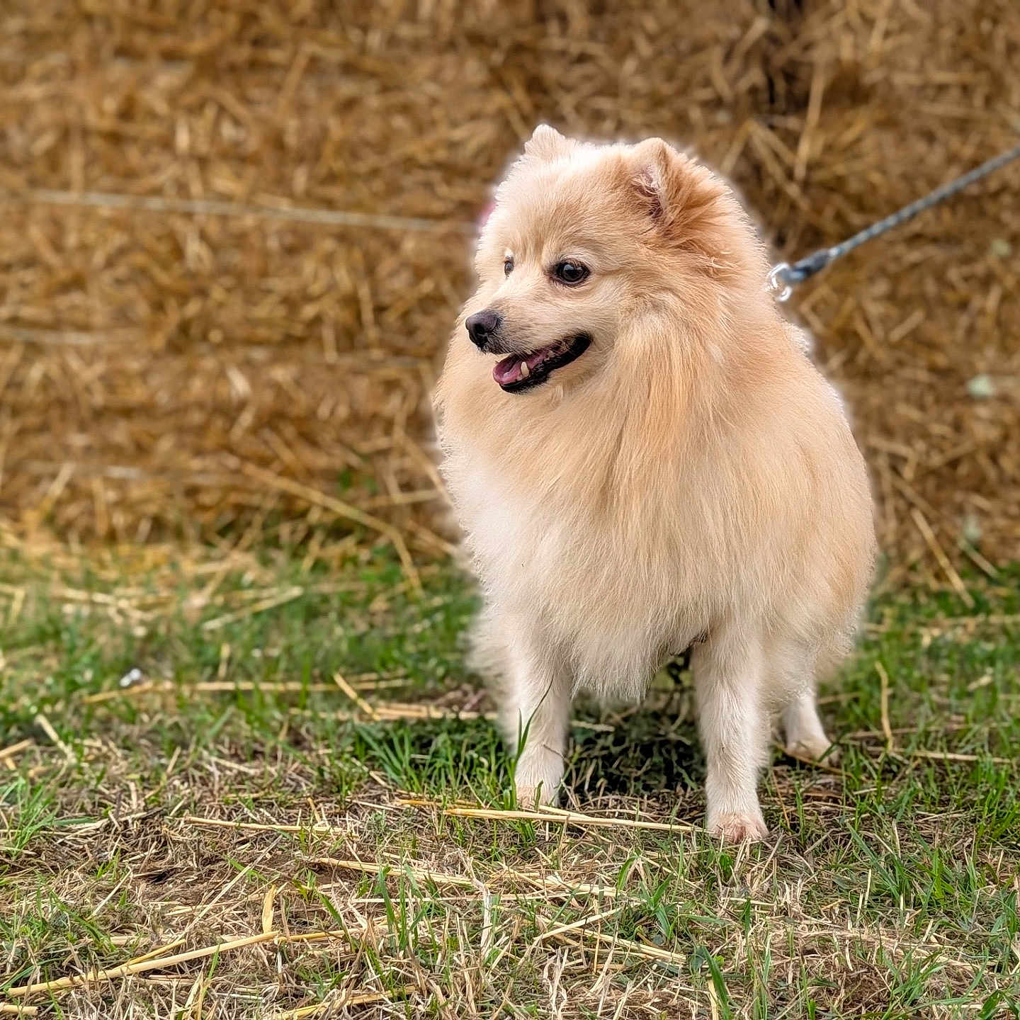 Petit Loup a rejoint le concours — aidez-le/la à gagner de superbes lots ! dog, puppy, fluffy, cream_colored, standing, outdoor, grass, hay, hay_bale, leash, collar, animal, pet, cute, smiling, open_mouth, fur, rustic, farm, portrait