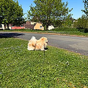 Petit Loup participe au concours pour gagner de l'argent avec cette photo : dog, fluffy_dog, golden_fur, outdoor, grass, lawn, wildflowers, daisies, leash, tail, standing, side_profile, sunny, blue_sky, trees, village, houses, road, nature, neighborhood