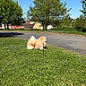 dog, fluffy_dog, golden_fur, outdoor, grass, lawn, wildflowers, daisies, leash, tail, standing, side_profile, sunny, blue_sky, trees, village, houses, road, nature, neighborhood