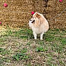 Petit Loup participe au concours pour gagner de l'argent avec cette photo : dog, pet, fluffy, cream_colored, spitz, standing, outdoor, grass, hay, hay_bale, flowers, pink_flowers, rustic, countryside, yard, animal, fur, side_profile, open_mouth, happy