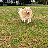 Petit Loup participe au concours pour gagner de l'argent avec cette photo : dog, pomeranian, fluffy, small_dog, running, jumping, happy, open_mouth, tongue, outdoor, park, grass, lawn, garden, trees, greenery, animal, pet, fur, action_photo