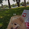 dog, fluffy_dog, cream_fur, park, grass, lakeside, lake, trees, outdoors, sunlight, sitting, panting, tongue_out, leash, pet, animal_portrait, heart_pattern, bag, people, nature