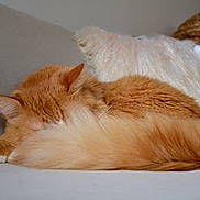 Gatsby joined the competition — help win amazing prizes! cat, orange_cat, fluffy, sleeping, curled_up, tail, couch, pillow, blanket, indoor, cozy, pet, fur, resting, home, domestic_animal, mammal, whiskers, relaxation, animal