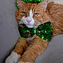 cat, orange_cat, white_paws, bow_tie, green_bow_tie, sparkly, headband, lucky_you, st_patricks_day, festive, party_accessory, pet, feline, indoor, couch, relaxed, close_up, fur, whiskers, yellow_eyes