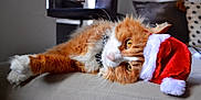Gatsby is registered to the contest to win money with this photo: cat, orange_cat, white_fur, santa_hat, holiday, christmas, pet, feline, cute, domestic_animal, fluffy, resting, indoor, couch, closeup, whiskers, relaxed, golden_eyes, soft_fur, festive