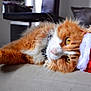 cat, orange_cat, white_fur, santa_hat, holiday, christmas, pet, feline, cute, domestic_animal, fluffy, resting, indoor, couch, closeup, whiskers, relaxed, golden_eyes, soft_fur, festive