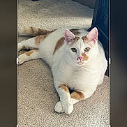 Logan is registered to the contest to win money with this photo: cat, white_cat, orange_patches, carpet, indoor, pet, animal, feline, relaxed, crossed_paws, cute, domestic_cat, fur, whiskers, ears, tail, looking_at_camera, soft_light, home, resting