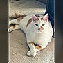 cat, white_cat, orange_patches, carpet, indoor, pet, animal, feline, relaxed, crossed_paws, cute, domestic_cat, fur, whiskers, ears, tail, looking_at_camera, soft_light, home, resting