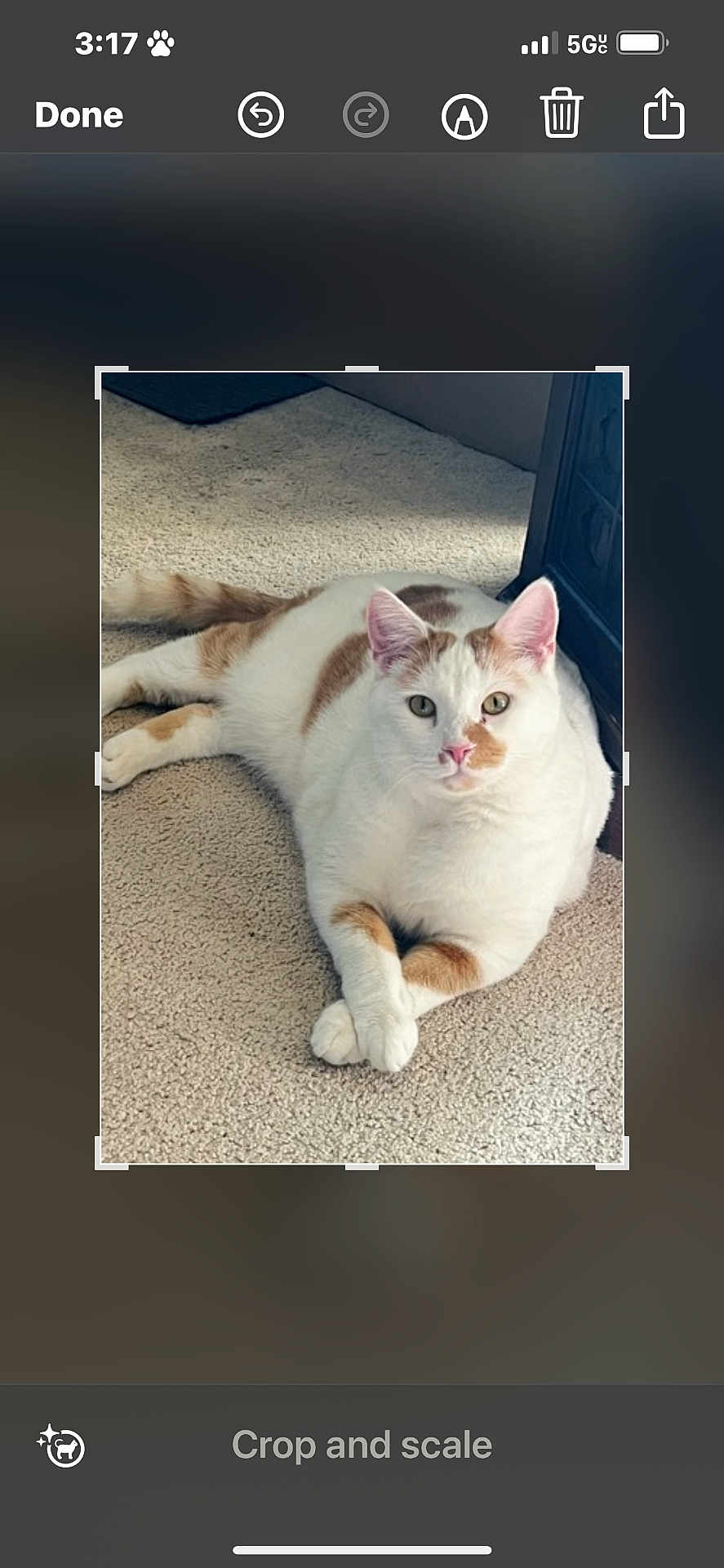 Logan is registered to the contest to win money with this photo: cat, white_cat, orange_patches, carpet, indoor, pet, animal, feline, relaxed, crossed_paws, cute, domestic_cat, fur, whiskers, ears, tail, looking_at_camera, soft_light, home, resting