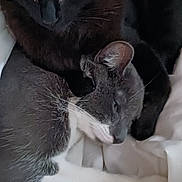 Muezza Et ébène participe au concours pour gagner de l'argent avec cette photo : cat, black_cat, gray_cat, white_paws, snuggling, blanket, resting, feline, pet, cute, animal, fur, ears, whiskers, close_up, companion, sleepy, cozy, indoor, relaxing