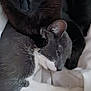 animal, black_cat, blanket, cat, close_up, companion, cozy, cute, ears, feline, fur, gray_cat, indoor, pet, relaxing, resting, sleepy, snuggling, whiskers, white_paws