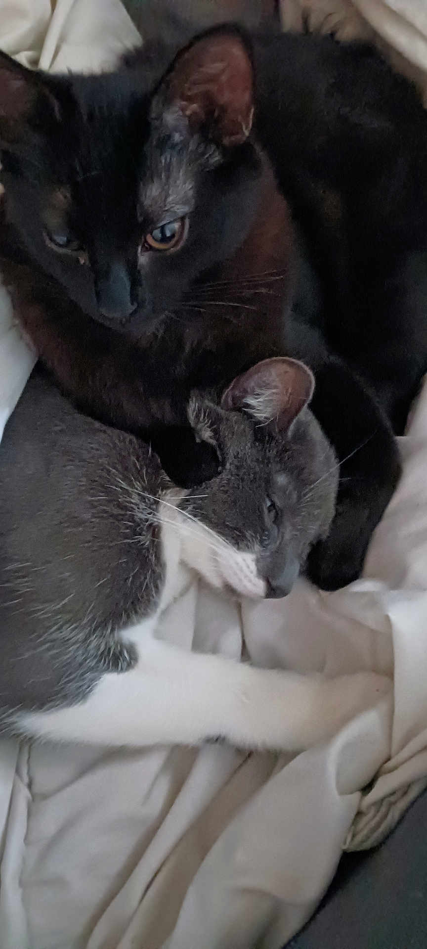 Muezza Et ébène participe au concours pour gagner de l'argent avec cette photo : cat, black_cat, gray_cat, white_paws, snuggling, blanket, resting, feline, pet, cute, animal, fur, ears, whiskers, close_up, companion, sleepy, cozy, indoor, relaxing