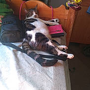 Zuri joined the competition — help win amazing prizes! animal, bag, bed, blanket, cat, cozy, domestic, feline, fur, indoor, paw, pet, pillow, relaxed, sleepy, striped, tabby_cat, tail, wallet, wooden_headboard