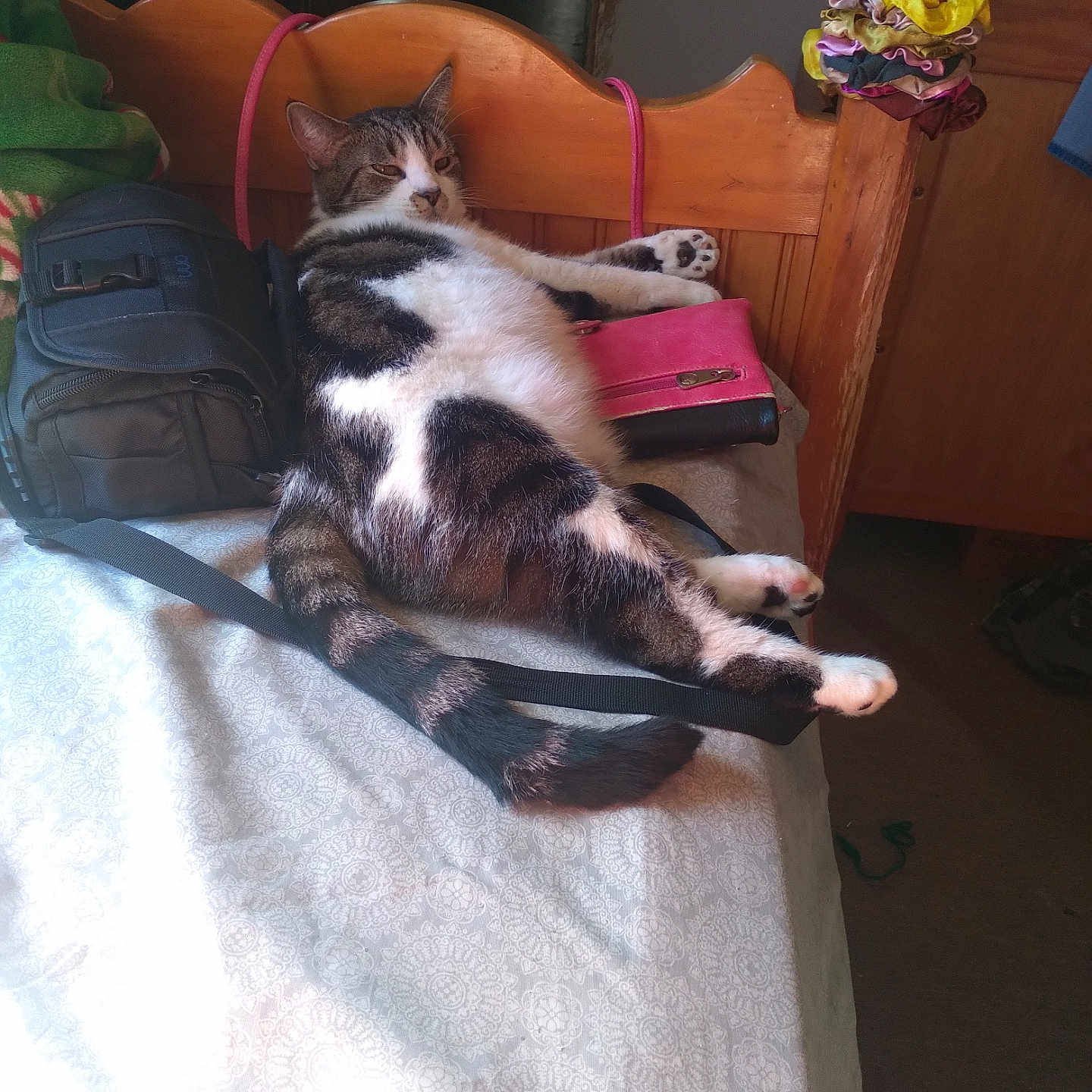 Zuri joined the competition — help win amazing prizes! animal, bag, bed, blanket, cat, cozy, domestic, feline, fur, indoor, paw, pet, pillow, relaxed, sleepy, striped, tabby_cat, tail, wallet, wooden_headboard