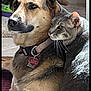 Mango is registered to the contest to win money with this photo: dog, cat, indoor, pet, animal, snuggling, closeup, collar, feline, canine, friendship, brown_dog, gray_cat, floor, wall, pet_tag, domestic, companion, cute, relaxed