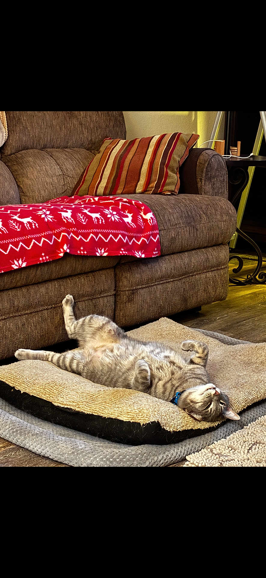 Mango joined the competition — help win amazing prizes! cat, tabby, pet_bed, relaxing, living_room, couch, blanket, striped_pillow, floor, wood_floor, nap, feline, domestic_cat, cozy, indoor, sleeping, funny_pose, fur, collar, resting
