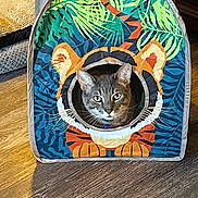 Mango joined the competition — help win amazing prizes! cat, pet_tent, tiger_design, gray_cat, indoor, wood_floor, animal, pet, curious, face, colorful, fabric, home, cozy, playful, whiskers, ears, sitting, cute, domestic_cat