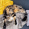 cat, tabby, pet, sleeping, upside_down, relaxed, blanket, yellow_pillow, couch, feline, cozy, fur, whiskers, indoor, resting, cute, paw, tail, striped, domestic_cat