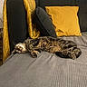 Oïa a rejoint le concours — aidez-le/la à gagner de superbes lots ! cat, tabby_cat, sleeping, couch, pillow, throw_blanket, gray, yellow, indoor, pet, cozy, relaxation, feline, fur, whiskers, domestic_animal, home, resting, animal, furniture