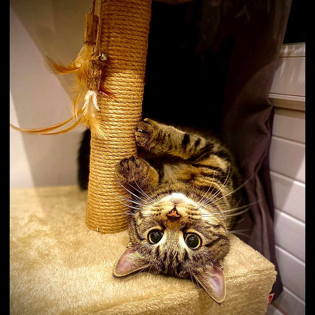 Oïa a rejoint le concours — aidez-le/la à gagner de superbes lots ! cat, tabby_cat, cat_tree, scratching_post, feathers, indoor, pet, playful, upside_down, fur, whiskers, curious, animal, cute, paws, carpeted, closeup, eyes, claws, feline