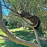 cat, tabby_cat, tree, olive_tree, climbing, outdoor, garden, greenery, sunlight, leaves, nature, animal, pet, fur, whiskers, tail, branch, daylight, sky, grass