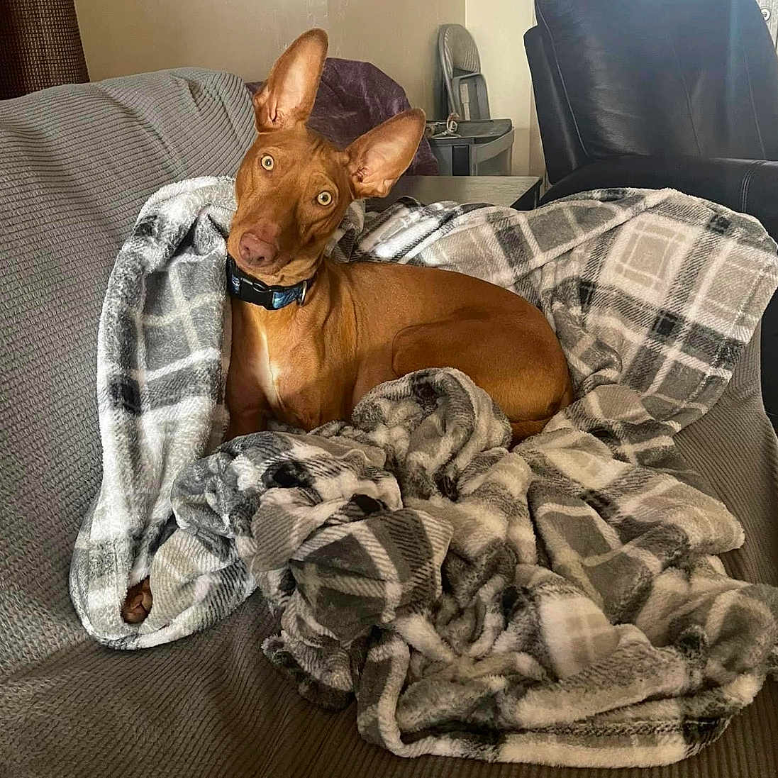 Zeke