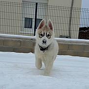 Snow a rejoint le concours — aidez-le/la à gagner de superbes lots ! husky, puppy, dog, snow, outdoor, pet, animal, fur, playful, winter, cold, ears, nose, fence, house, curious, walking, young, canine, daytime