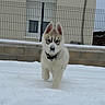 husky, puppy, dog, snow, outdoor, pet, animal, fur, playful, winter, cold, ears, nose, fence, house, curious, walking, young, canine, daytime