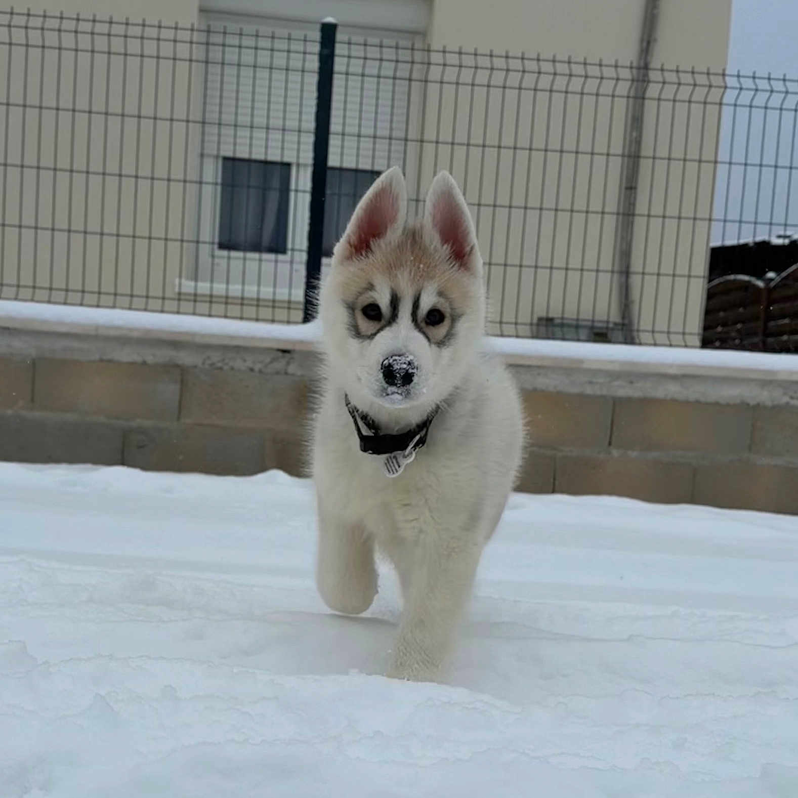Snow a rejoint le concours — aidez-le/la à gagner de superbes lots ! husky, puppy, dog, snow, outdoor, pet, animal, fur, playful, winter, cold, ears, nose, fence, house, curious, walking, young, canine, daytime