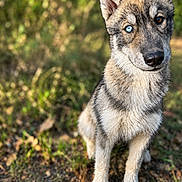 Blue a rejoint le concours — aidez-le/la à gagner de superbes lots ! dog, canine, wolf_like, animal, sitting, outdoors, forest, woodland, fur, ears, blue_eye, brown_eye, heterochromia, portrait, close_up, nature, greenery, ground, alert, serious_expression