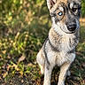 dog, canine, wolf_like, animal, sitting, outdoors, forest, woodland, fur, ears, blue_eye, brown_eye, heterochromia, portrait, close_up, nature, greenery, ground, alert, serious_expression