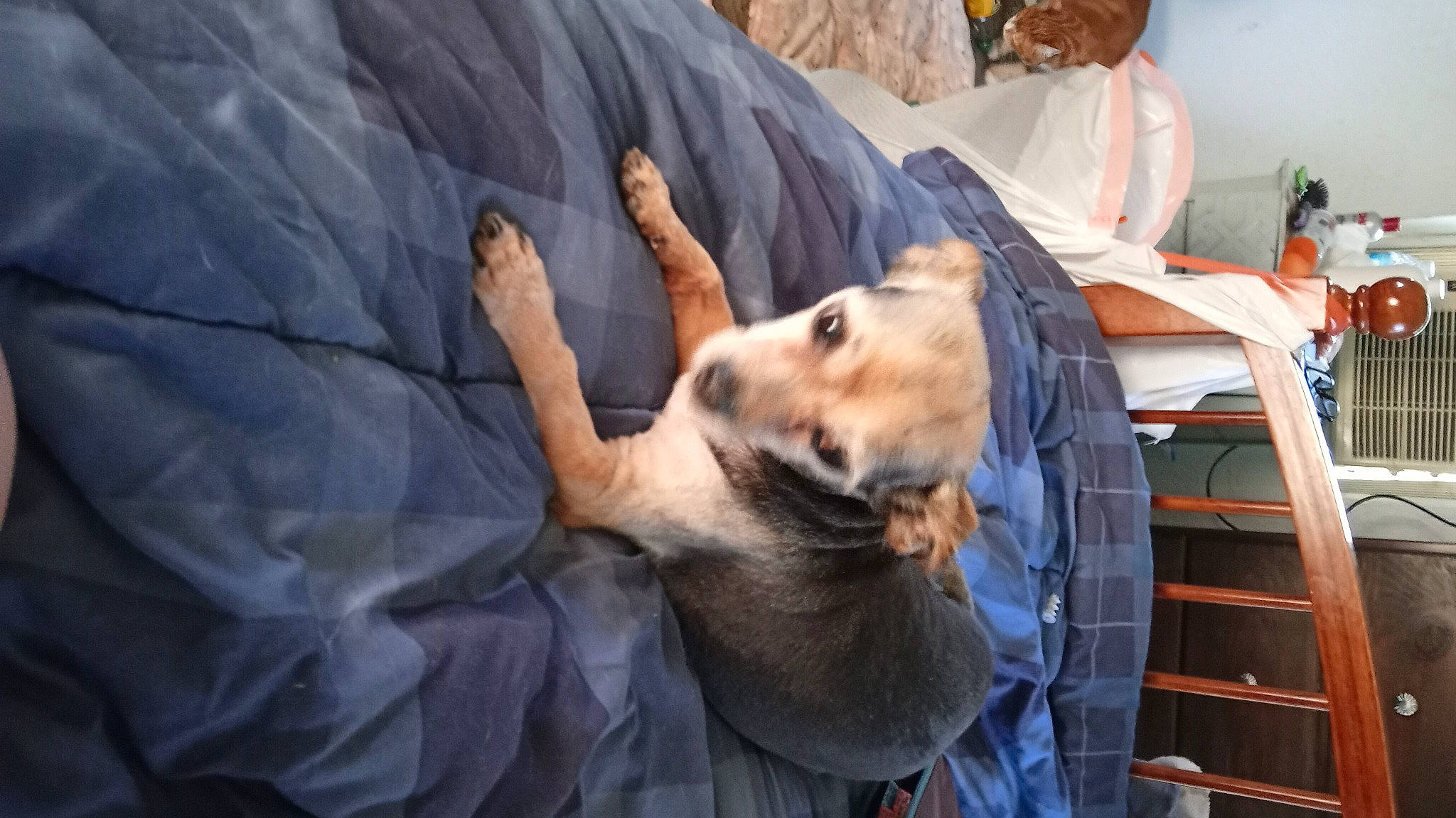 Snippy is registered to the contest to win money with this photo: canidae, carnivore, comfort, companion_dog, dog, dog_breed, dog_hiking, fawn, felidae, fur, german_shepherd_dog, guard_dog, herding_dog, nap, ship, sitting, snout, spitz, sporting_group, tree